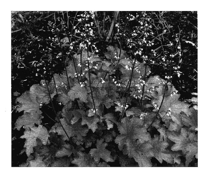 Figure 1 of US plant patent PP17195, the photograph of Peach Flambé printed in the patent.