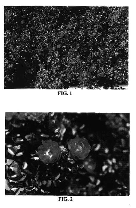 Figure 1 of US plant patent PP17196, the photograph of BAIief printed in the patent.