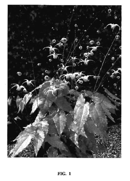 Figure 1 of US plant patent PP17197, the photograph of AMBER QUEEN printed in the patent.