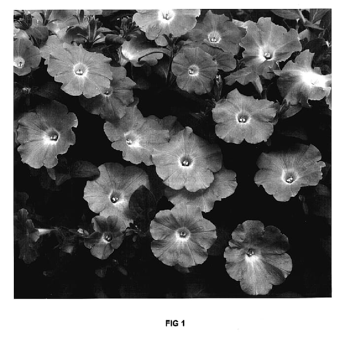Figure 1 of US plant patent PP17198, the photograph of Jam Lavertwo printed in the patent.