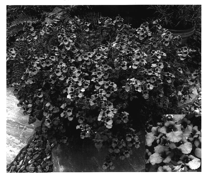 Figure 1 of US plant patent PP17199, the photograph of Dala Pinka printed in the patent.