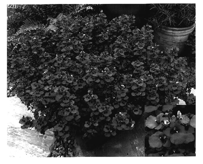 Figure 1 of US plant patent PP17200, the photograph of Dala Rossa printed in the patent.