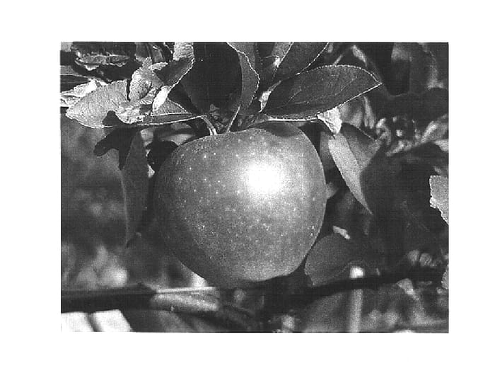 Figure 1 of US plant patent PP17201, the photograph of Nicoter printed in the patent.