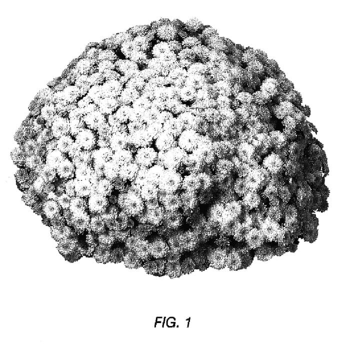 Figure 1 of US plant patent PP17202, the photograph of GEDI THREE GEN printed in the patent.