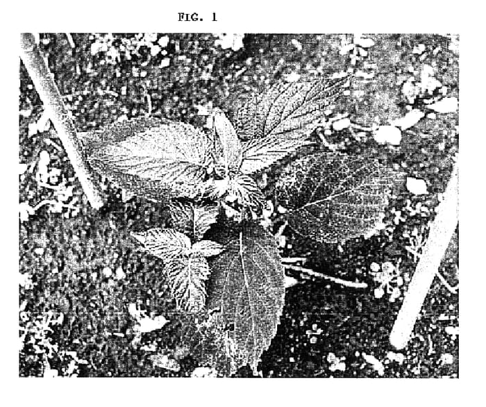 Figure 1 of US plant patent PP17203, the photograph of Purpleleaf printed in the patent.