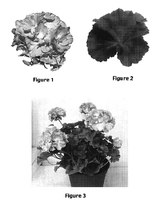 Figure 1 of US plant patent PP17204, the photograph of Geranium plant named Faith printed in the patent.