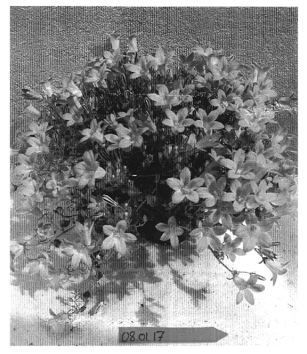Figure 1 of US plant patent PP17205, the photograph of PKMp01 printed in the patent.