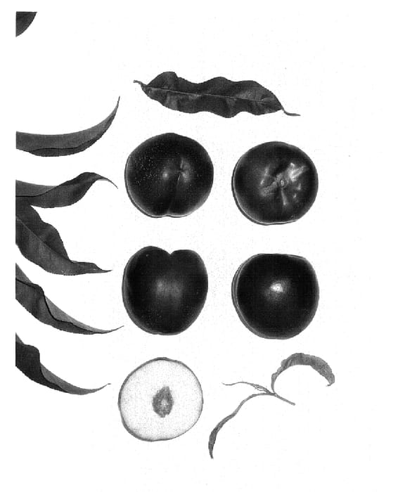 Figure 1 of US plant patent PP17206, the photograph of PACIFIC SWEET printed in the patent.
