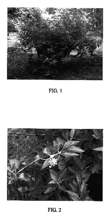 Figure 1 of US plant patent PP17207, the photograph of WHITE GOLD printed in the patent.