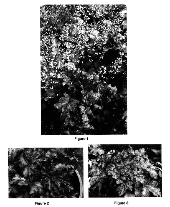 Figure 1 of US plant patent PP17208, the photograph of Sparkling Burgundy printed in the patent.