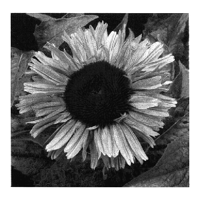 Figure 1 of US plant patent PP17209, the photograph of Fancy Frills printed in the patent.