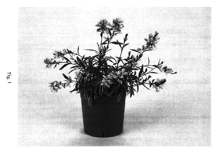 Figure 1 of US plant patent PP17210, the photograph of Gauheha printed in the patent.