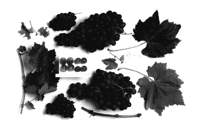 Figure 1 of US plant patent PP17211, the photograph of 90-3618 printed in the patent.