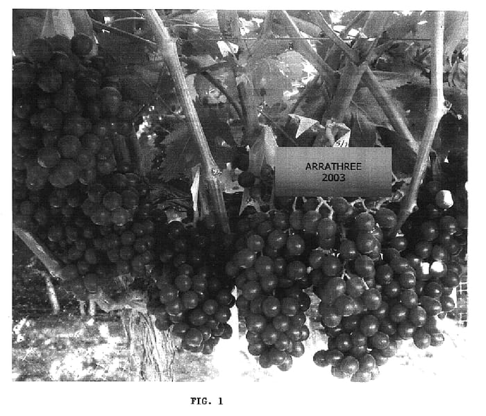Figure 1 of US plant patent PP17212, the photograph of Hot Stuff printed in the patent.