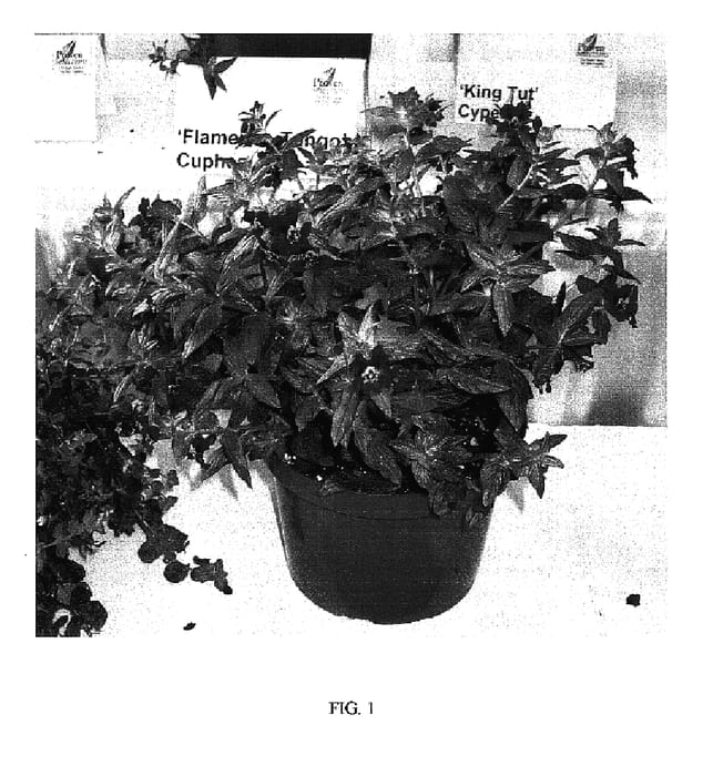 Figure 1 of US plant patent PP17213, the photograph of FLAMENCO RUMBA printed in the patent.