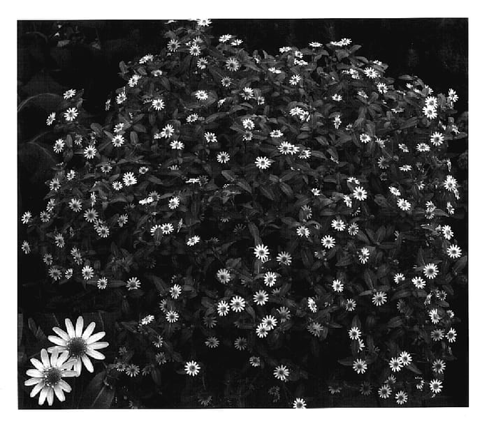 Figure 1 of US plant patent PP17214, the photograph of San Yel printed in the patent.
