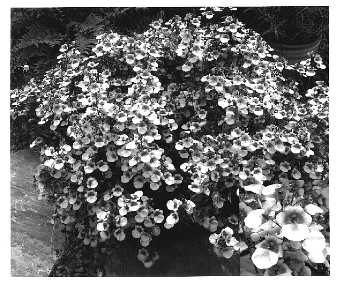 Figure 1 of US plant patent PP17215, the photograph of Dala Litpink printed in the patent.