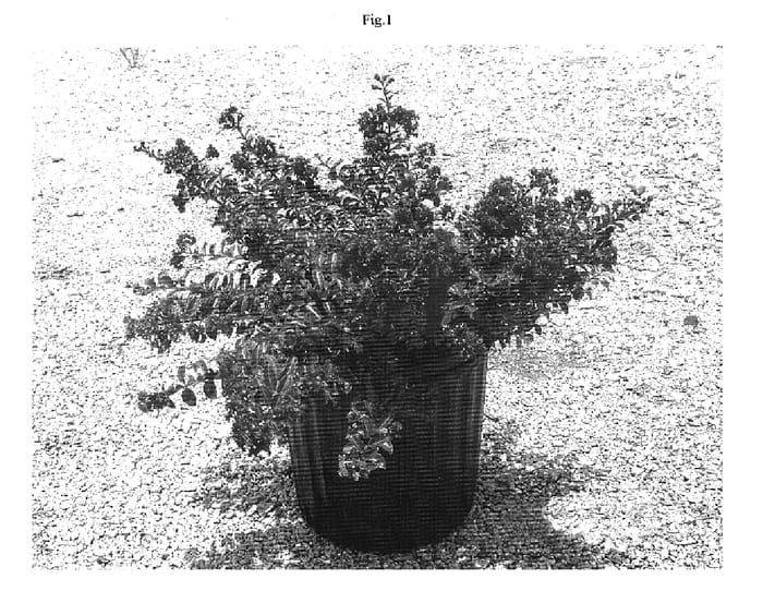 Figure 1 of US plant patent PP17216, the photograph of Gamad II printed in the patent.