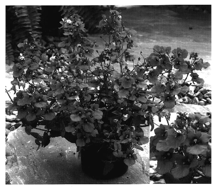 Figure 1 of US plant patent PP17217, the photograph of Dala Desal printed in the patent.