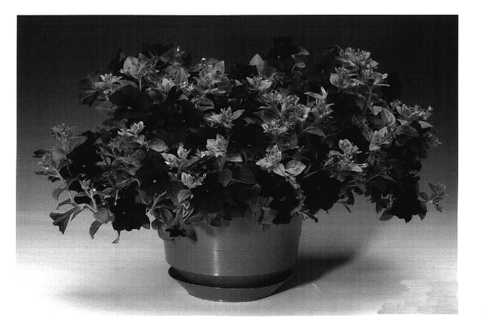 Figure 1 of US plant patent PP17218, the photograph of Petgrabl printed in the patent.