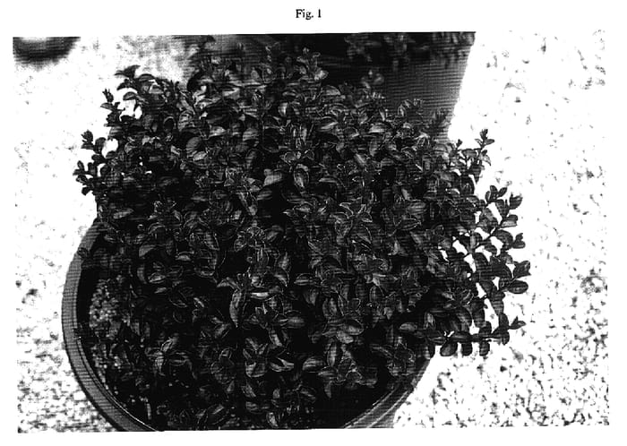 Figure 1 of US plant patent PP17219, the photograph of Gamad IV printed in the patent.
