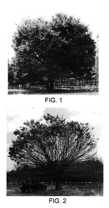 Figure 1 of US plant patent PP17220, the photograph of ZSFKF printed in the patent.