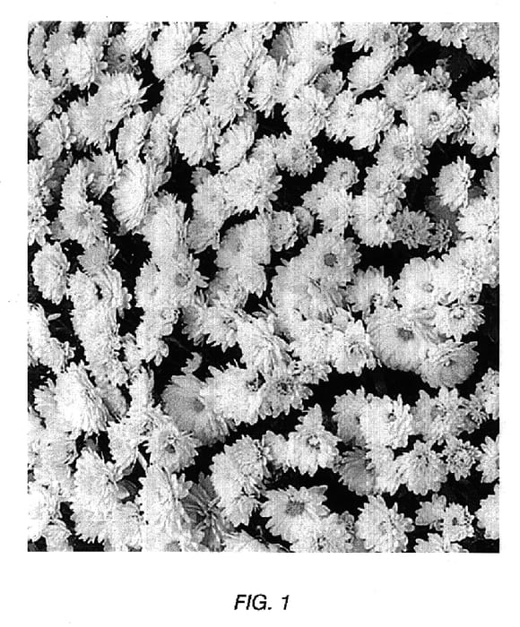 Figure 1 of US plant patent PP17221, the photograph of GEDI THREE YKIS printed in the patent.