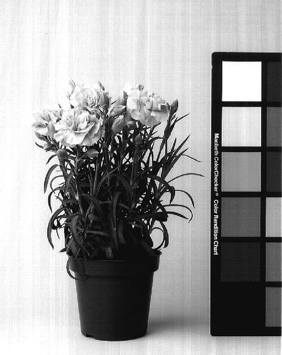 Figure 1 of US plant patent PP17222, the photograph of CFPC Jade printed in the patent.