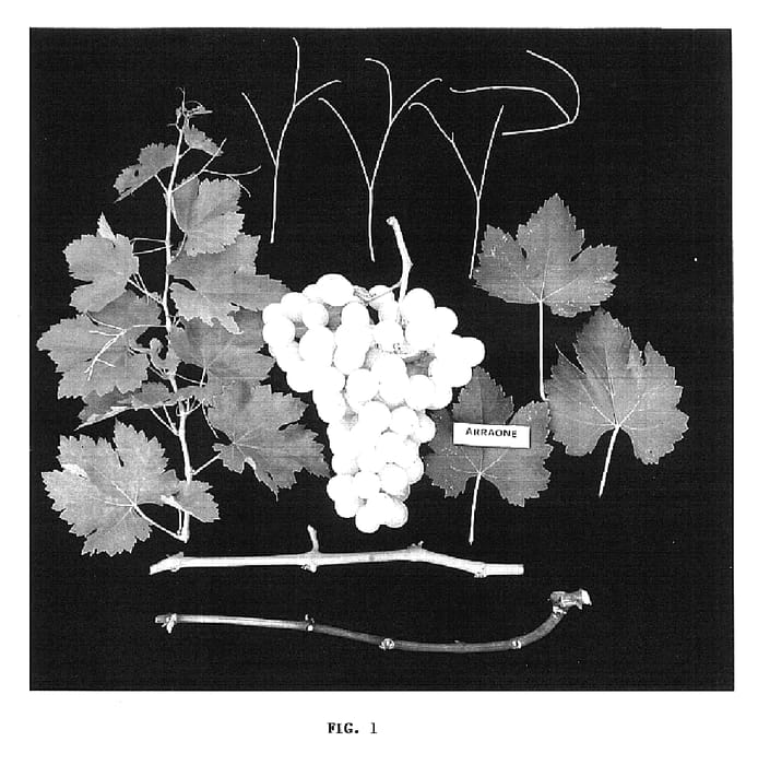 Figure 1 of US plant patent PP17223, the photograph of Arraone printed in the patent.