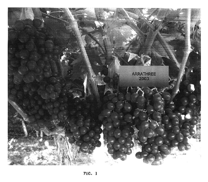 Figure 1 of US plant patent PP17224, the photograph of Arrathree printed in the patent.