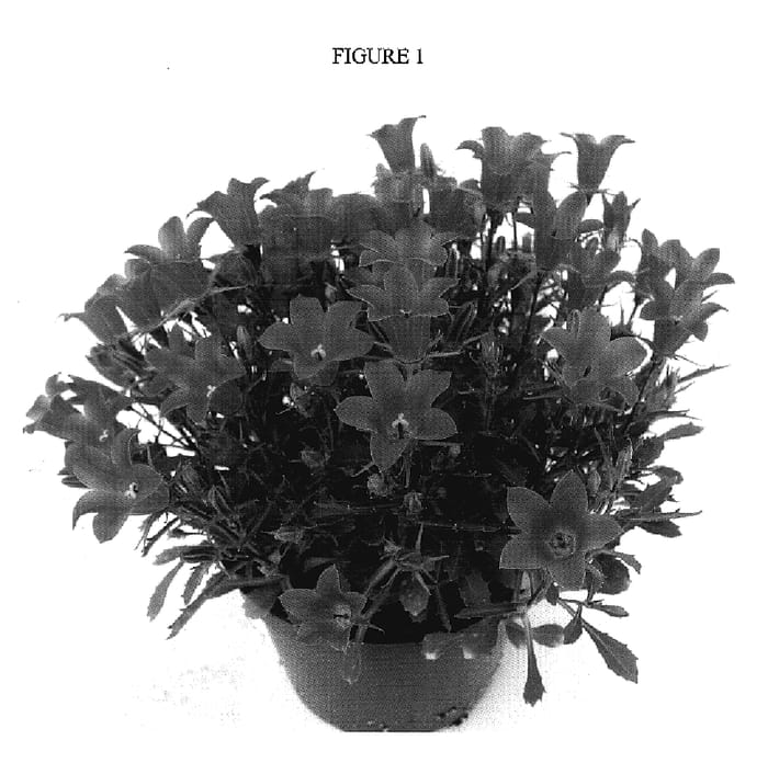 Figure 1 of US plant patent PP17225, the photograph of PKMI0L printed in the patent.