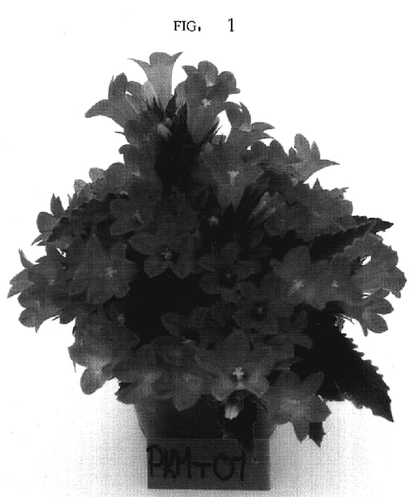 Figure 1 of US plant patent PP17226, the photograph of PKMT01 printed in the patent.