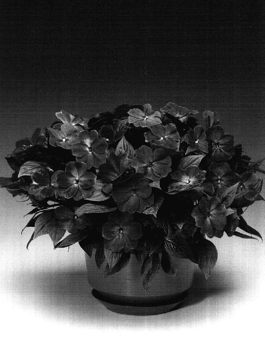 Figure 1 of US plant patent PP17227, the photograph of Inglila printed in the patent.