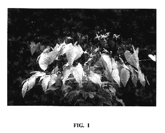 Figure 1 of US plant patent PP17228, the photograph of PINK ELF printed in the patent.