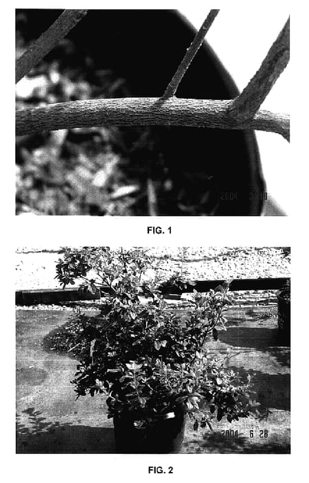 Figure 1 of US plant patent PP17229, the photograph of MNIKRI printed in the patent.