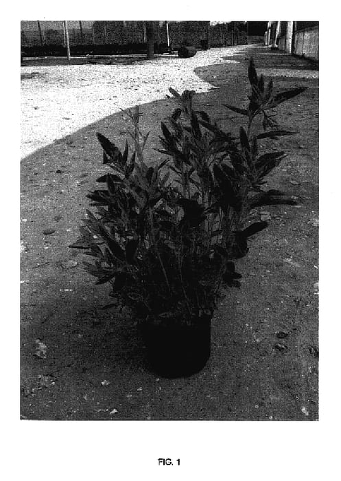 Figure 1 of US plant patent PP17230, the photograph of TURNER01 printed in the patent.