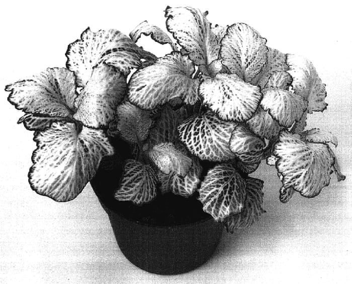 Figure 1 of US plant patent PP17231, the photograph of Snow Star printed in the patent.