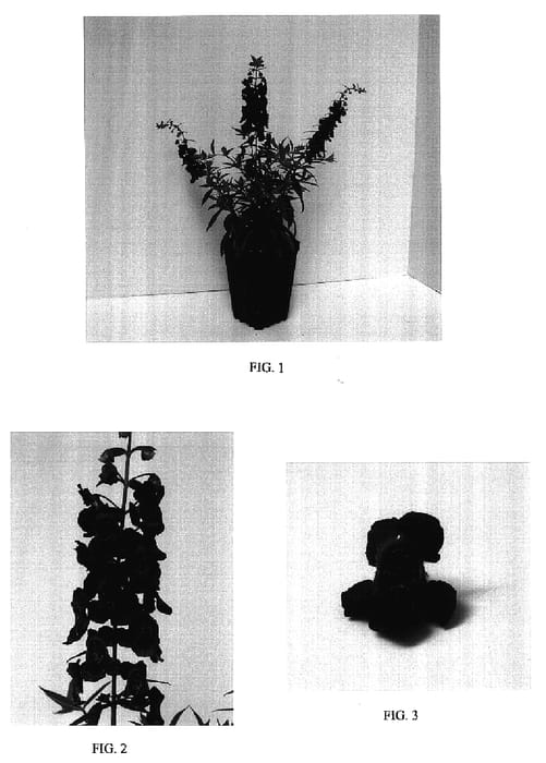 Figure 1 of US plant patent PP17232, the photograph of Balangplum printed in the patent.
