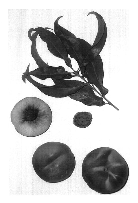Figure 1 of US plant patent PP17233, the photograph of Brunectwentyone printed in the patent.