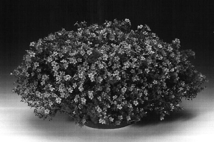 Figure 1 of US plant patent PP17234, the photograph of Sutcabl printed in the patent.