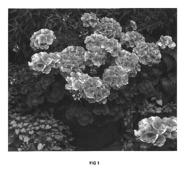 Figure 1 of US plant patent PP17235, the photograph of Clips Litsaltwo printed in the patent.