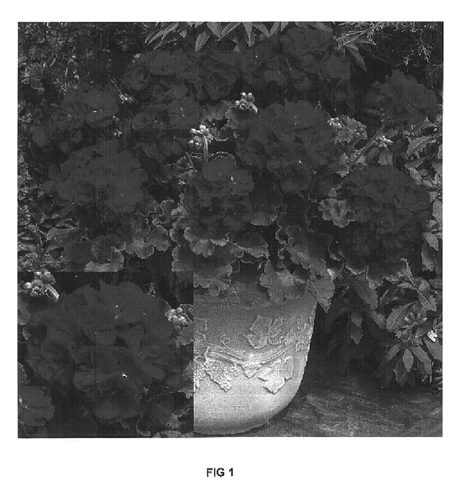 Figure 1 of US plant patent PP17236, the photograph of Amri Dered printed in the patent.
