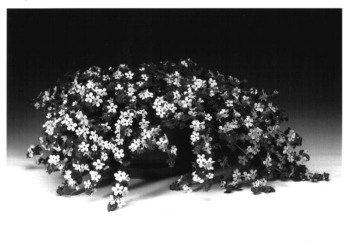 Figure 1 of US plant patent PP17237, the photograph of Sutcatrwhi printed in the patent.