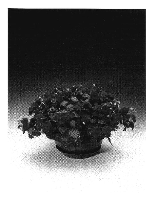 Figure 1 of US plant patent PP17238, the photograph of Imtrarose printed in the patent.