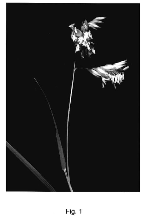 Figure 1 of US plant patent PP17239, the photograph of MB printed in the patent.