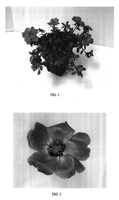 Figure 1 of US plant patent PP17240, the photograph of Balriorose printed in the patent.