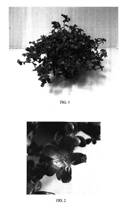 Figure 1 of US plant patent PP17241, the photograph of Balriorg printed in the patent.