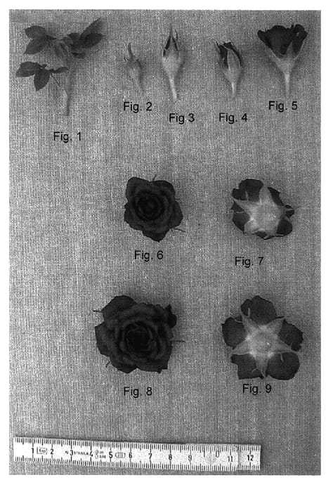 Figure 1 of US plant patent PP17242, the photograph of JENone printed in the patent.