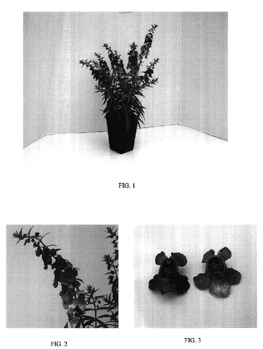 Figure 1 of US plant patent PP17243, the photograph of Balangdaros printed in the patent.