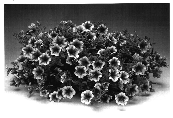 Figure 1 of US plant patent PP17244, the photograph of Petrosve printed in the patent.